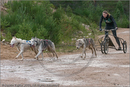 Dog Sled Team competing in the 25th Anniversary Siberian Husky Club of Great Britain Aviemore Sled Dog Rally 2008
