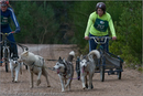 Dog Sled Team competing in the 25th Anniversary Siberian Husky Club of Great Britain Aviemore Sled Dog Rally 2008