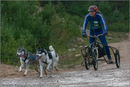Dog Sled Team competing in the 25th Anniversary Siberian Husky Club of Great Britain Aviemore Sled Dog Rally 2008