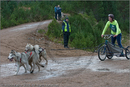 Dog Sled Team competing in the 25th Anniversary Siberian Husky Club of Great Britain Aviemore Sled Dog Rally 2008