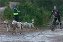 Dog Sled Team competing in the 25th Anniversary Siberian Husky Club of Great Britain Aviemore Sled Dog Rally 2008