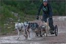 Dog Sled Team competing in the 25th Anniversary Siberian Husky Club of Great Britain Aviemore Sled Dog Rally 2008