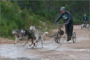 Dog Sled Team competing in the 25th Anniversary Siberian Husky Club of Great Britain Aviemore Sled Dog Rally 2008