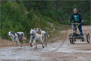 Dog Sled Team competing in the 25th Anniversary Siberian Husky Club of Great Britain Aviemore Sled Dog Rally 2008