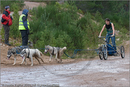 Dog Sled Team competing in the 25th Anniversary Siberian Husky Club of Great Britain Aviemore Sled Dog Rally 2008