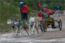 Dog Sled Team competing in the 25th Anniversary Siberian Husky Club of Great Britain Aviemore Sled Dog Rally 2008