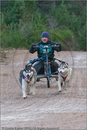 Dog Sled Team competing in the 25th Anniversary Siberian Husky Club of Great Britain Aviemore Sled Dog Rally 2008