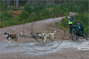 Dog Sled Team competing in the 25th Anniversary Siberian Husky Club of Great Britain Aviemore Sled Dog Rally 2008