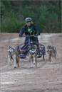 Dog Sled Team competing in the 25th Anniversary Siberian Husky Club of Great Britain Aviemore Sled Dog Rally 2008