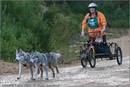Dog Sled Team competing in the 25th Anniversary Siberian Husky Club of Great Britain Aviemore Sled Dog Rally 2008