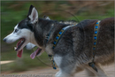 Husky Dog Racing Team