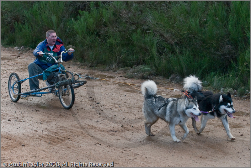 Dog Sled Team competing in the 25th Anniversary Siberian Husky Club of Great Britain Aviemore Sled Dog Rally 2008