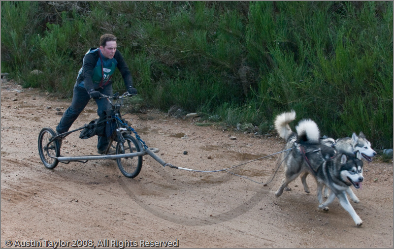 Dog Sled Team competing in the 25th Anniversary Siberian Husky Club of Great Britain Aviemore Sled Dog Rally 2008