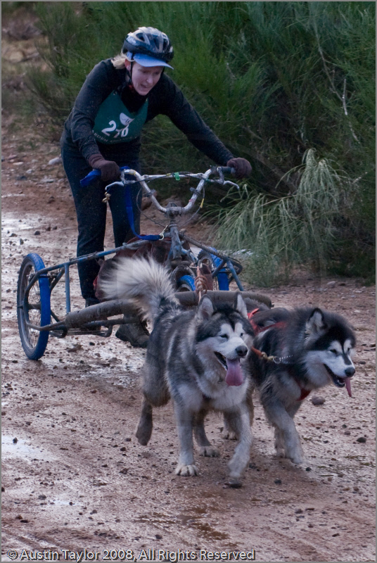 Dog Sled Team competing in the 25th Anniversary Siberian Husky Club of Great Britain Aviemore Sled Dog Rally 2008