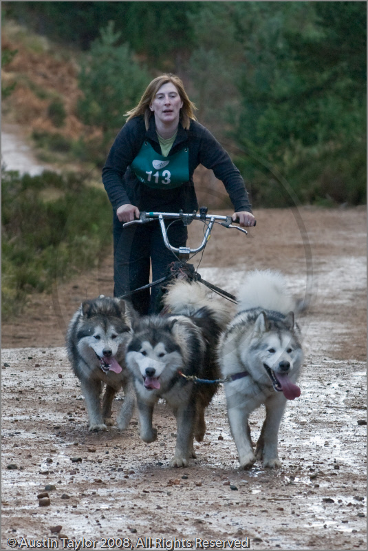 Dog Sled Team competing in the 25th Anniversary Siberian Husky Club of Great Britain Aviemore Sled Dog Rally 2008