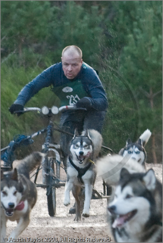 Dog Sled Team competing in the 25th Anniversary Siberian Husky Club of Great Britain Aviemore Sled Dog Rally 2008