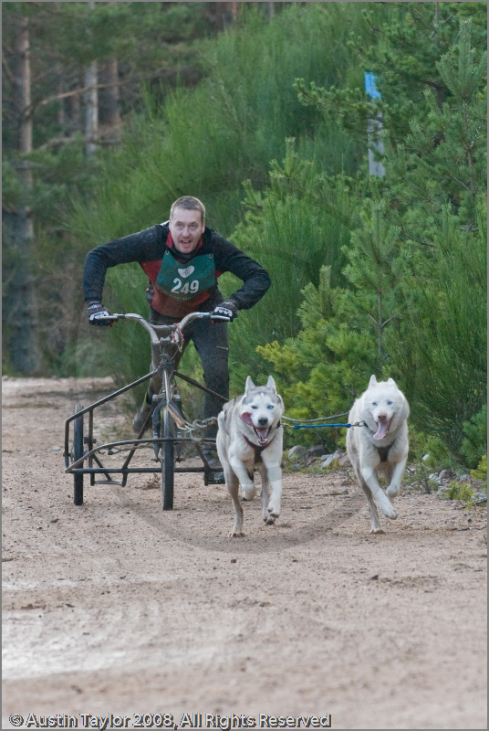 Dog Sled Team competing in the 25th Anniversary Siberian Husky Club of Great Britain Aviemore Sled Dog Rally 2008