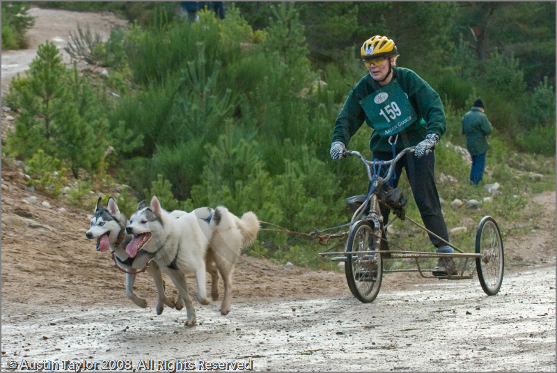 Dog Sled Team competing in the 25th Anniversary Siberian Husky Club of Great Britain Aviemore Sled Dog Rally 2008