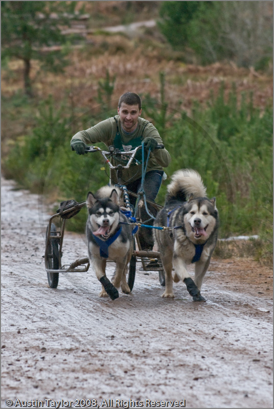 Dog Sled Team competing in the 25th Anniversary Siberian Husky Club of Great Britain Aviemore Sled Dog Rally 2008