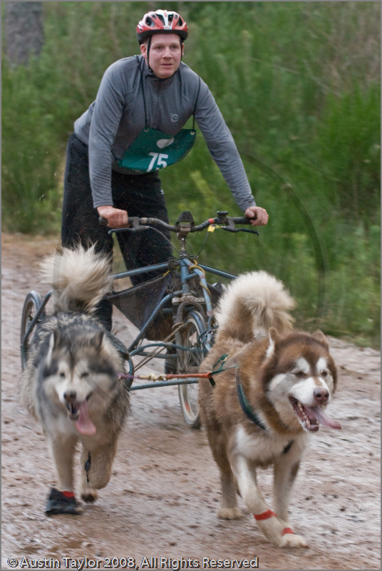 Dog Sled Team competing in the 25th Anniversary Siberian Husky Club of Great Britain Aviemore Sled Dog Rally 2008