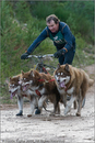 Dog Sled Team competing in the 25th Anniversary Siberian Husky Club of Great Britain Aviemore Sled Dog Rally 2008