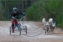 Dog Sled Team competing in the 25th Anniversary Siberian Husky Club of Great Britain Aviemore Sled Dog Rally 2008