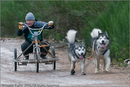 Dog Sled Team competing in the 25th Anniversary Siberian Husky Club of Great Britain Aviemore Sled Dog Rally 2008