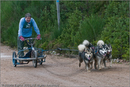 Dog Sled Team competing in the 25th Anniversary Siberian Husky Club of Great Britain Aviemore Sled Dog Rally 2008