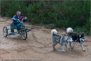 Dog Sled Team competing in the 25th Anniversary Siberian Husky Club of Great Britain Aviemore Sled Dog Rally 2008