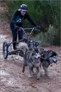 Dog Sled Team competing in the 25th Anniversary Siberian Husky Club of Great Britain Aviemore Sled Dog Rally 2008