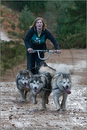 Dog Sled Team competing in the 25th Anniversary Siberian Husky Club of Great Britain Aviemore Sled Dog Rally 2008