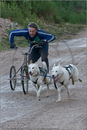 Dog Sled Team competing in the 25th Anniversary Siberian Husky Club of Great Britain Aviemore Sled Dog Rally 2008