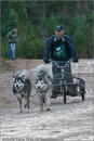 Dog Sled Team competing in the 25th Anniversary Siberian Husky Club of Great Britain Aviemore Sled Dog Rally 2008