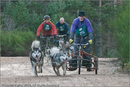 Dog Sled Team competing in the 25th Anniversary Siberian Husky Club of Great Britain Aviemore Sled Dog Rally 2008