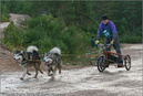 Dog Sled Team competing in the 25th Anniversary Siberian Husky Club of Great Britain Aviemore Sled Dog Rally 2008
