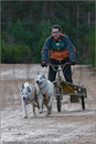 Dog Sled Team competing in the 25th Anniversary Siberian Husky Club of Great Britain Aviemore Sled Dog Rally 2008