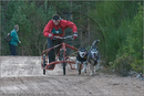 Dog Sled Team competing in the 25th Anniversary Siberian Husky Club of Great Britain Aviemore Sled Dog Rally 2008