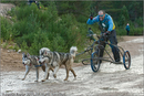 Dog Sled Team competing in the 25th Anniversary Siberian Husky Club of Great Britain Aviemore Sled Dog Rally 2008