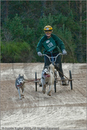 Dog Sled Team competing in the 25th Anniversary Siberian Husky Club of Great Britain Aviemore Sled Dog Rally 2008