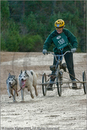 Dog Sled Team competing in the 25th Anniversary Siberian Husky Club of Great Britain Aviemore Sled Dog Rally 2008