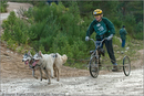 Dog Sled Team competing in the 25th Anniversary Siberian Husky Club of Great Britain Aviemore Sled Dog Rally 2008