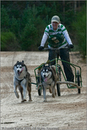 Dog Sled Team competing in the 25th Anniversary Siberian Husky Club of Great Britain Aviemore Sled Dog Rally 2008