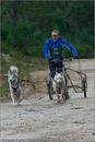 Dog Sled Team competing in the 25th Anniversary Siberian Husky Club of Great Britain Aviemore Sled Dog Rally 2008