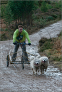 Dog Sled Team competing in the 25th Anniversary Siberian Husky Club of Great Britain Aviemore Sled Dog Rally 2008