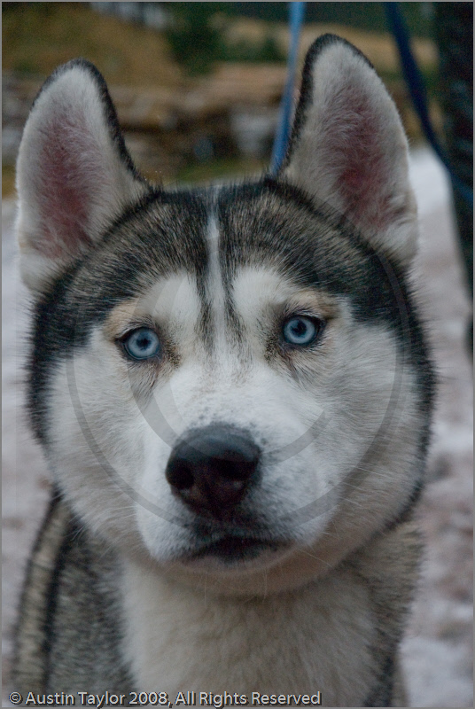 Sirius (Rachel's husky) at the 25th Anniversary Siberian Husky Club of Great Britain Aviemore Sled Dog Rally 2008