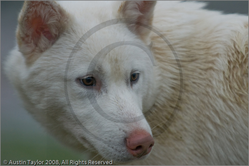 Husky at the 25th Anniversary Siberian Husky Club of Great Britain Aviemore Sled Dog Rally 2008
