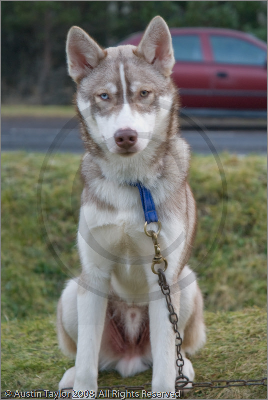 Huskies at the 25th Anniversary Siberian Husky Club of Great Britain Aviemore Sled Dog Rally 2008, Rothiemurchus Forest, Aviemore, Highland