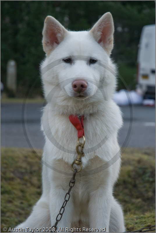 Huskies at the 25th Anniversary Siberian Husky Club of Great Britain Aviemore Sled Dog Rally 2008, Rothiemurchus Forest, Aviemore, Highland