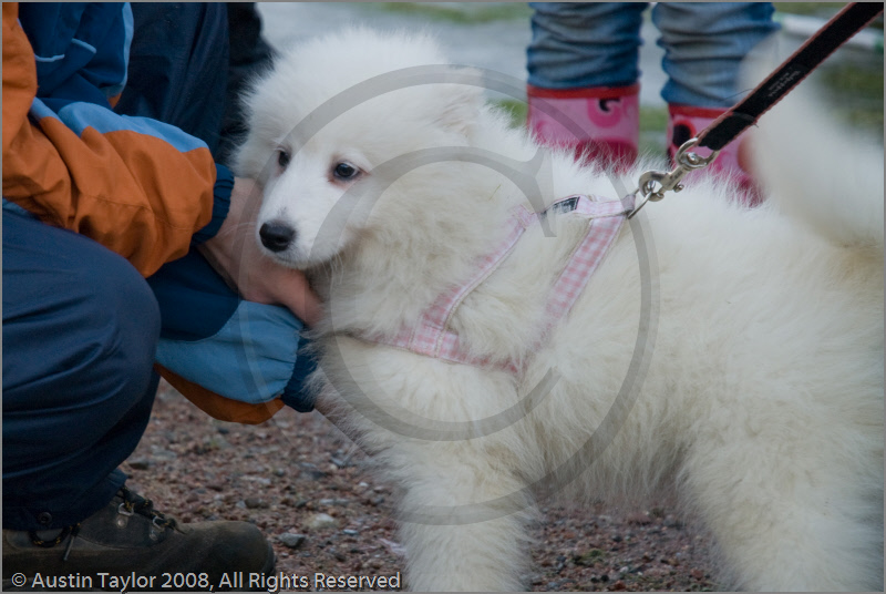 Huskies, mushers and vans atthe 25th Anniversary Siberian Husky Club of Great Britain Aviemore Sled Dog Rally 2008
