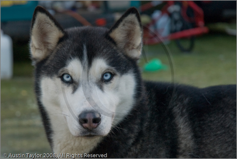 Huskies at the 25th Anniversary Siberian Husky Club of Great Britain Aviemore Sled Dog Rally 2008, Rothiemurchus Forest, Aviemore, Highland